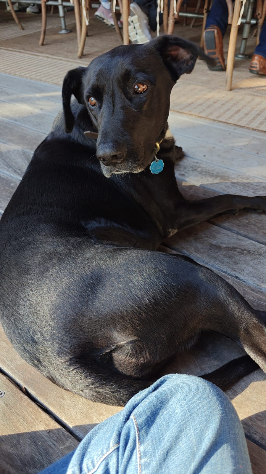 I'm Sorry, Without the But